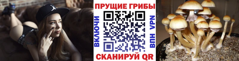 купить  сайты  Тутаев  Псилоцибиновые грибы прущие грибы 
